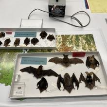 Bats with the Santana Lab