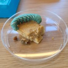 Caterpillar from the Buckley lab