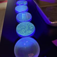Glow in the dark microbiomes with the Kerr Lab
