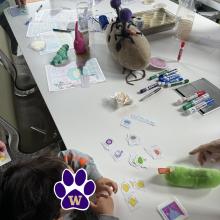 Bacteria in the Kerr Lab