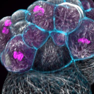 microscope image of snail