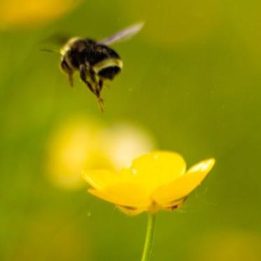 bee flying near a yellow flower