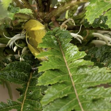 A Hawaii ‘amakihi, a species of Hawaiian honeycreeper, demonstrates “nectar robbing,” where the bird accesses nectar while bypassing the flower’s pollen-bearing structures.