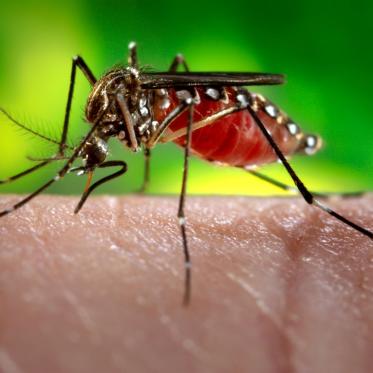 Mosquito on human skin