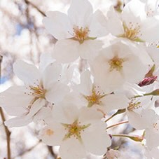 Portrait of <a href="/people/joyce-antonio" hreflang="und">Joyce Antonio</a>